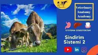 Sindirim sistemi 2 (Systema Digestorium)