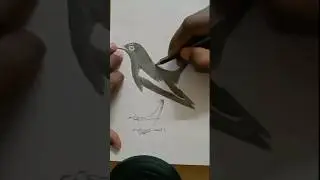 magpie drawing easy #youtubeshorts #shorts #viral #princeartgallery  //@princeartgallery