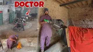 Hamari Bhens Ko Kya Ho Gaya? 🤒 | Mini Zoo Vlog