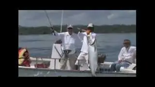 Big Fish Adventures - I Tarpon del mar dei Caraibi