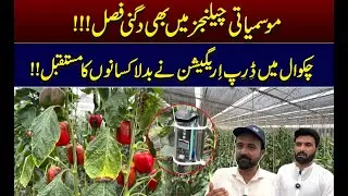 Smart Farming in Pakistan: Drip Irrigation Boosts Crop Yield with Less Water | WE NEWS