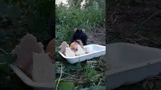 Дикий хомяк-карбыш🐾🐹