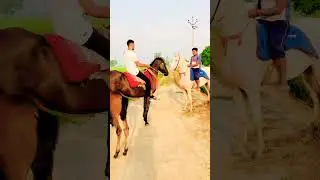 WHICH ONE your favourite 👉 BLACK OR WHITE HORSE 🐎 MR CARSHO 🥰