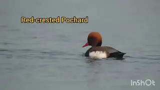 Red-crested Pochard #Purbasthali #Followers #viewers 