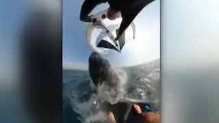 Wal Attacke auf dem Meer