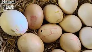 12 Chicks Hatched Form 14 Eggs🙉| Hen Hatching Eggs 19 Days | Assel Murghi Harvesting baby chicks 🐤
