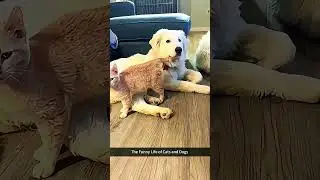 Cat and dog love each other😂🐶 #funny #petsunited #funnypets #pets #fun #funnyanimals #instapets