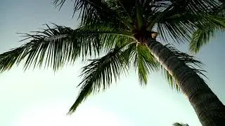 Palm Trees Swaying With The Wind - Free Stock Creative Commons Video