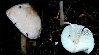 Dapperling (Lepiota? Leucoagaricus?)
