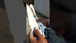 pure Kala Mou Wala kabootar for sale Ustad billu naka pura wala ka Ghar ka.03079536606
