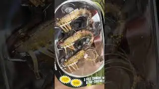 Start simple with Walmart&rsquo;s combo. Upgrade once you dial in your target and setup #whipping #fishing