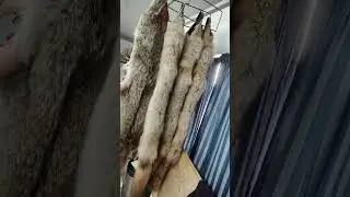 Похоже, настал сезон охоты с ловушками!