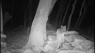 Whately Woods Is Wild: Bobcats Looking for Love