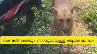 @RAJEENDRANATH ചെമ്പൻനായയും ഞാനും അവനെ വിശ്വസിക്കാം♥️🐱👍