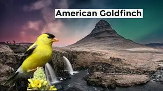 American Goldfinch, all about the bird