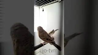 what is the name of this Finjus bird