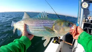 Get Ready for the HOTTEST Winter Striper Fishing Season!