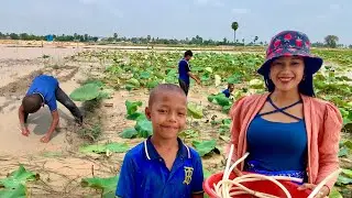 Harvest Young Lotus Stems From The Pond For Cooking| Thyda Cooking TV