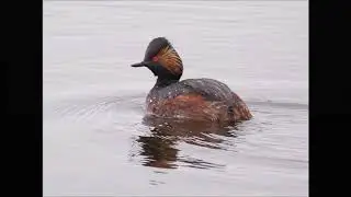 Birding the Adwick Washlands and St. Aidans RSPB Reserves in Yorkshire