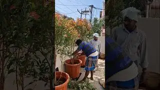 Small Home Gardening Setup Done at chennai |  Green Formula Landscapers