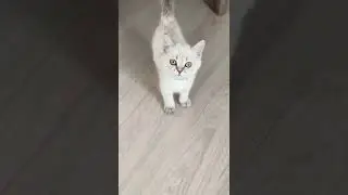 positive animal world | meeeeoooow| tik tok #shorts