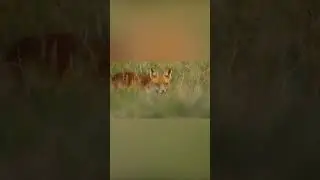 Tracking shot of wild juvenile red fox vulpes #shorts #animal