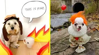 Best Halloween Pet Costume Ideas