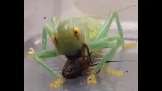 True-Raspy Cricket (Eugryllacris guomashan) Casually Eating a Cricket