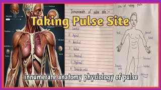 Site Of Taking Pulse with label diagram//easy Learn