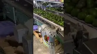 Avocado tray pack