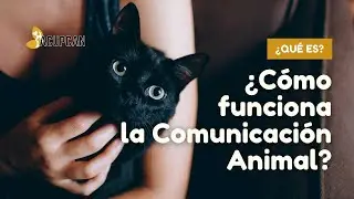 ¿Qué es la COMUNICACIÓN ANIMAL? Así funciona la telepatía animal
