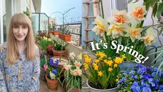 Balcony Garden in March - Spring has Sprung!