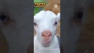 Calling Name of Maha #shorts #funny #viral #youtubeshorts #goat #maha #calling
