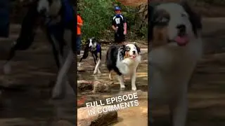 Hike Austin, TX | Turkey Creek Trail #SHORTS