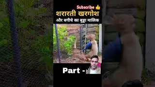 Peter Rabbit Cartoon🐰|| Hindi explained #shorts #cartoon