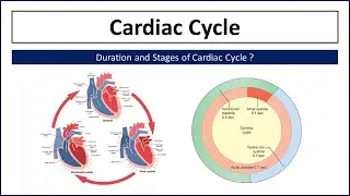 What is Cardiac Cycle ? Duration of Cardiac Cycle