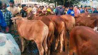 28/1/26/খামার উপযোগী হাড্ডিস্যার ও সুন্দর শাহীওয়াল ষাঁড় গরু01773949974