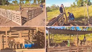 1° Parte, Como fazer  baía para (ovelhas)  com paletes, rápido e fácil 