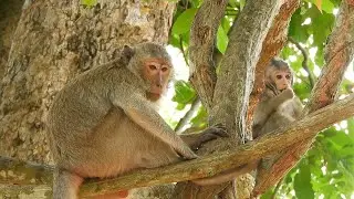 Good Mom Monkey Blacky And Baby Braven Condition Are Well