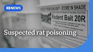 Patients at centre of suspected rat poisoning cluster from Logan | ABC News