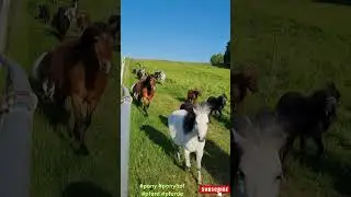 Der Ponyhof in Pflaumdorf ist eine Reise wert. Pony, Ponyhof, Pferd, Pferde