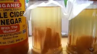 Vinegar Eel Culture Three Week Update!!! How are the cultures doing three weeks after their start?