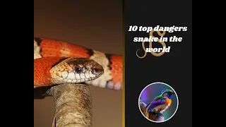 10 top dangers snake in the world