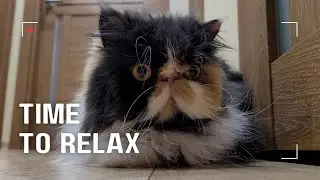 Time to Relax | Calm Cat Moment with Soft Piano Music