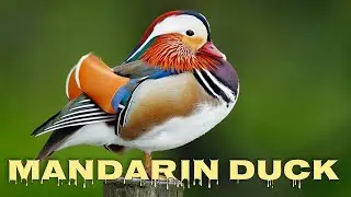 Mandarin duck sounds, ducks quacking