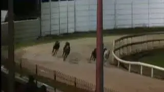 IGB - The 2019 Irish Greyhound Laurels Final 19/10/2019 Race 9 - Curraheen Park