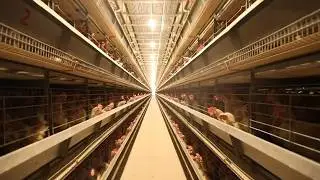 HOW DOES A FULLY AUTOMATIC LAYER BATTERY POULTRY CAGE SYSTEM CHICKEN FARM WORK?