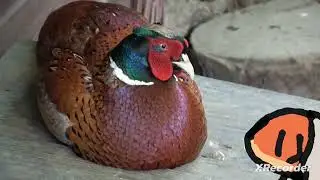 Galliformes