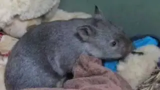 Matari the Orphaned Wombat
