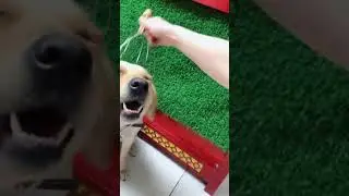 relaxing dog #shorts #dogvines #funnydog